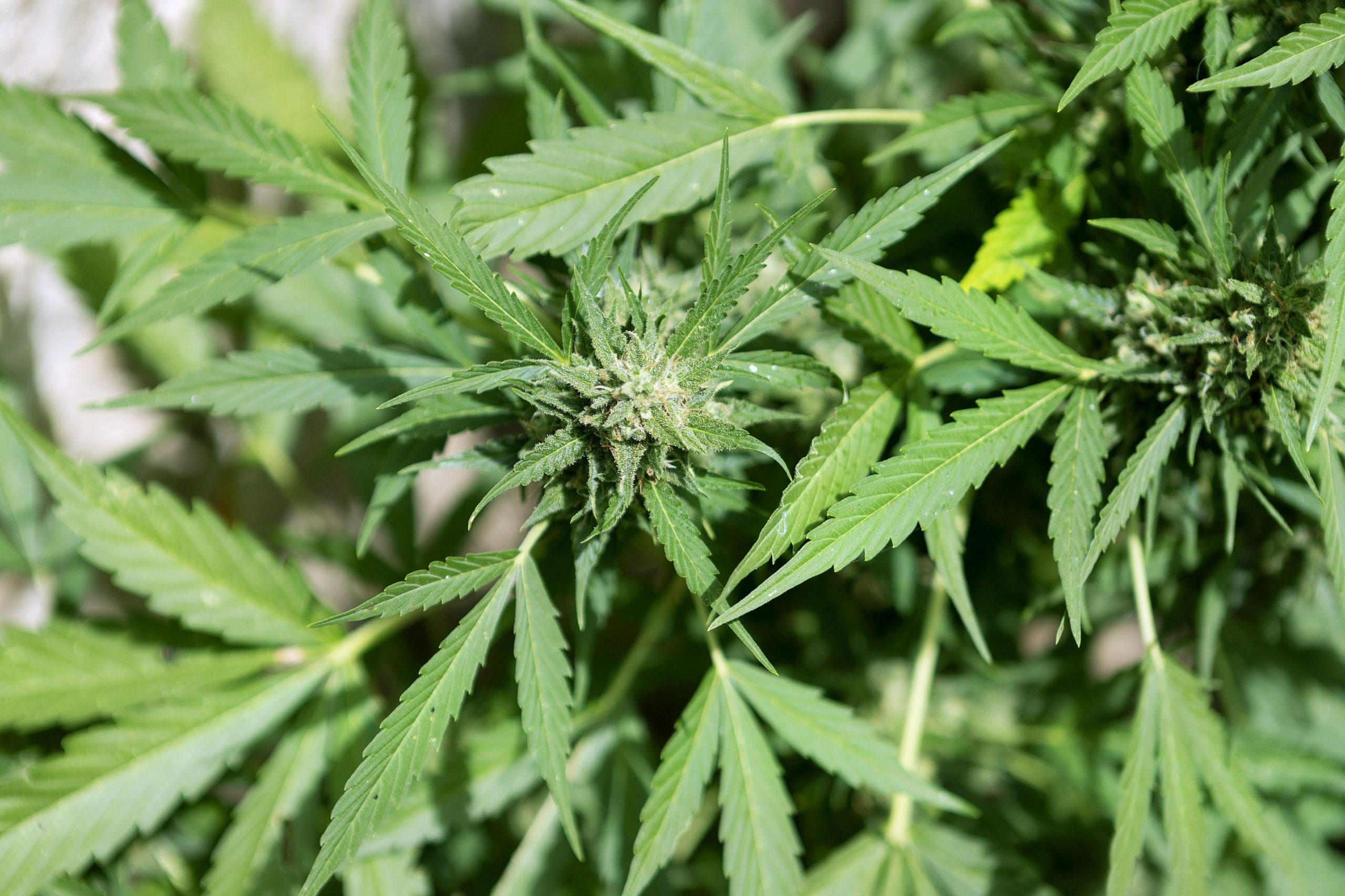 Italia legalizează creșterea plantelor de canabis pentru consum propriu